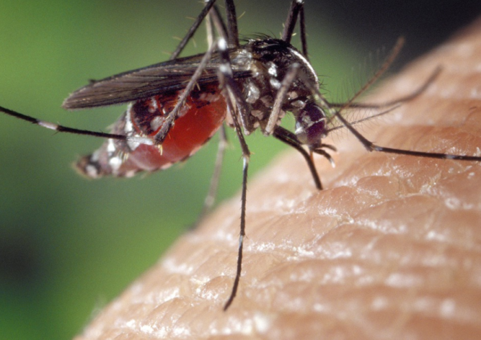Image of Dengue
